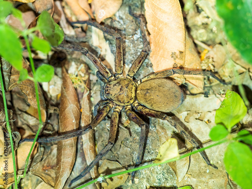 Wolf Spider on the prowl at night. They are robust and agile hunters with excellent eyesight. In the taxonomic index they are members of the family Lycosidae.