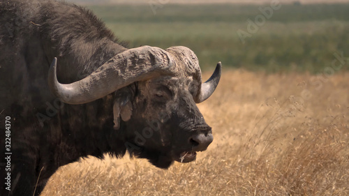 Large African buffalo turned sideways, close-up on the background of dry grass of the savannah