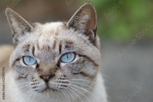 青い目の猫 © rai
