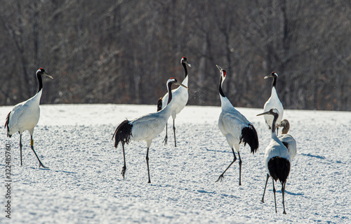 The red-crowned crane . Scientific name: Grus japonensis, also called the Japanese crane or Manchurian crane.