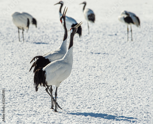 The red-crowned crane . Scientific name  Grus japonensis  also called the Japanese crane or Manchurian crane.