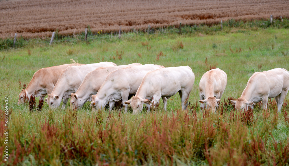 young blonde d'aquitaine cows grazing in meadow young blonde d'aquitaine cows grazing in meadow