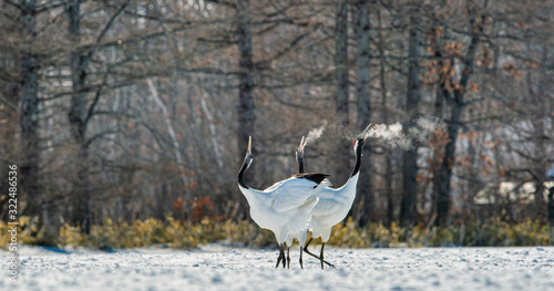 Dancing Cranes. The ritual marriage dance of cranes. The red-crowned crane. Scientific name  Grus japonensis  also called the Japanese crane or Manchurian crane  is a large East Asian Crane.