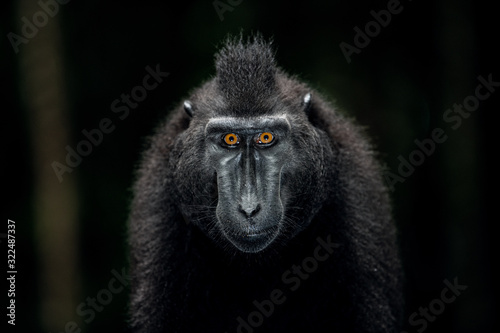 The Celebes crested macaque. Close up portrait, front view, dark background. Crested black macaque, Sulawesi crested macaque, or the black ape. Natural habitat. Sulawesi. Indonesia.