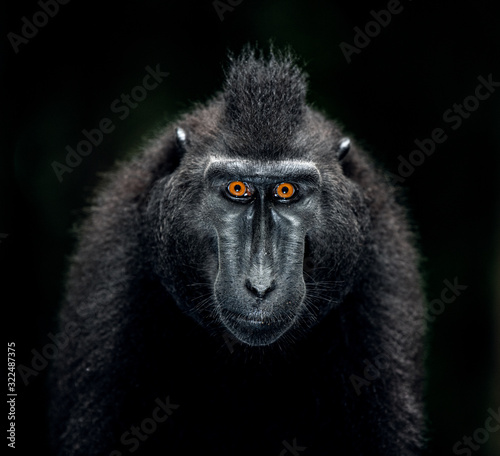 Fototapeta Naklejka Na Ścianę i Meble -  The Celebes crested macaque. Close up portrait, front view, dark background. Crested black macaque, Sulawesi crested macaque, or the black ape. Natural habitat. Sulawesi. Indonesia.