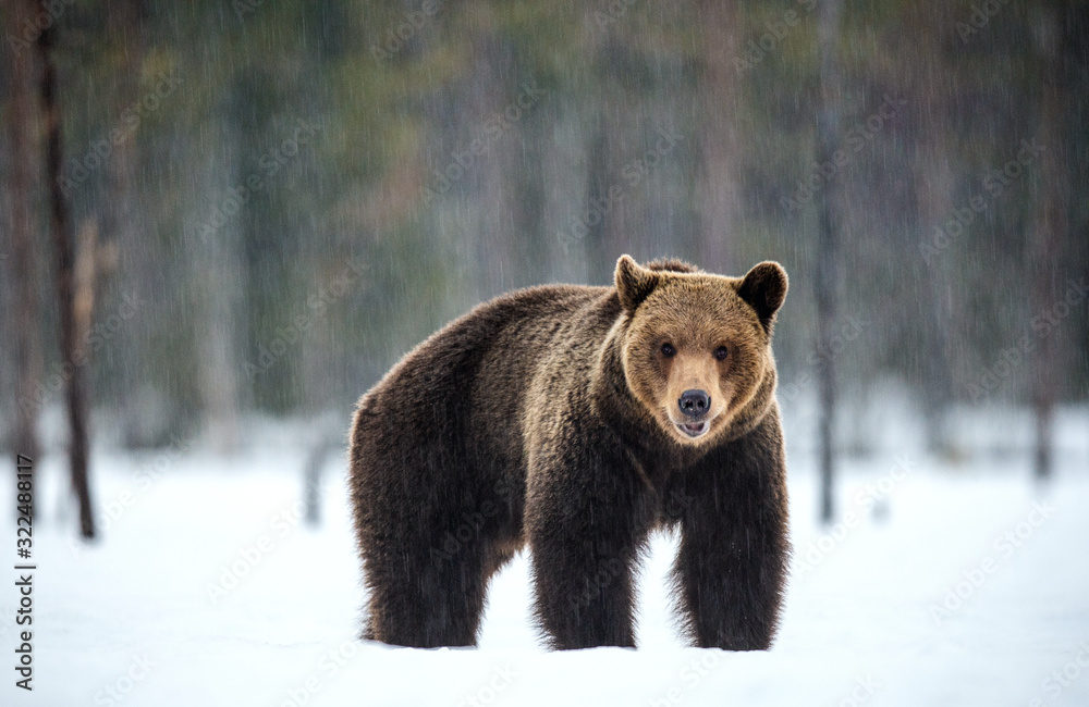 Fototapeta premium Wild adult brown bear in winter forest. Front view. Brown bear, scientific name: Ursus arctos arctos. Winter season. Natural Habitat.
