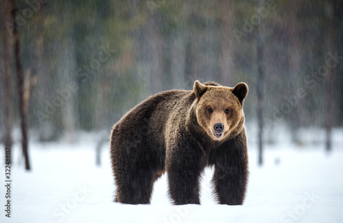 Wild adult brown bear in  winter forest. Front view. Brown bear, scientific name: Ursus arctos arctos. Winter season. Natural Habitat.