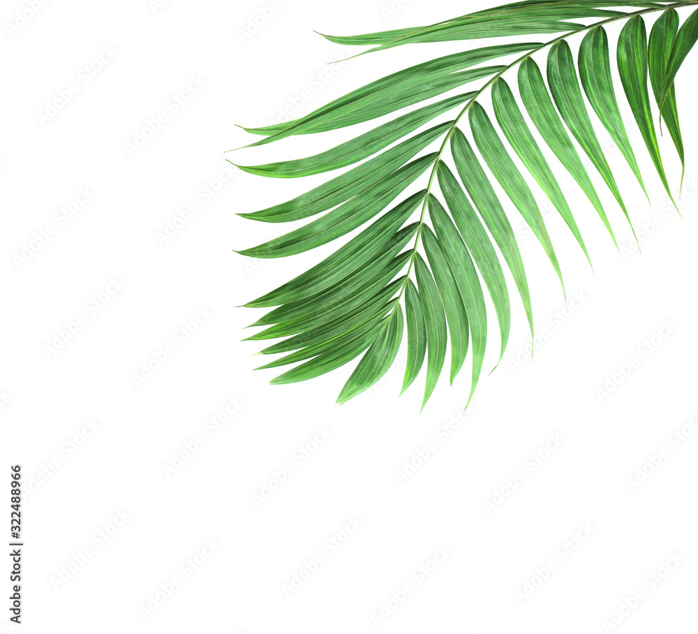 tropical nature green palm leaf isolated pattern background with clipping path