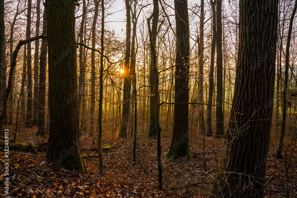 Germany, Magical orange sunset light shining through trees of a beautiful forest in winter season with soil covered by brown leafes
