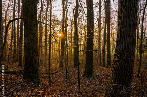 Germany, Magical orange sunset light shining through trees of a beautiful forest in winter season with soil covered by brown leafes