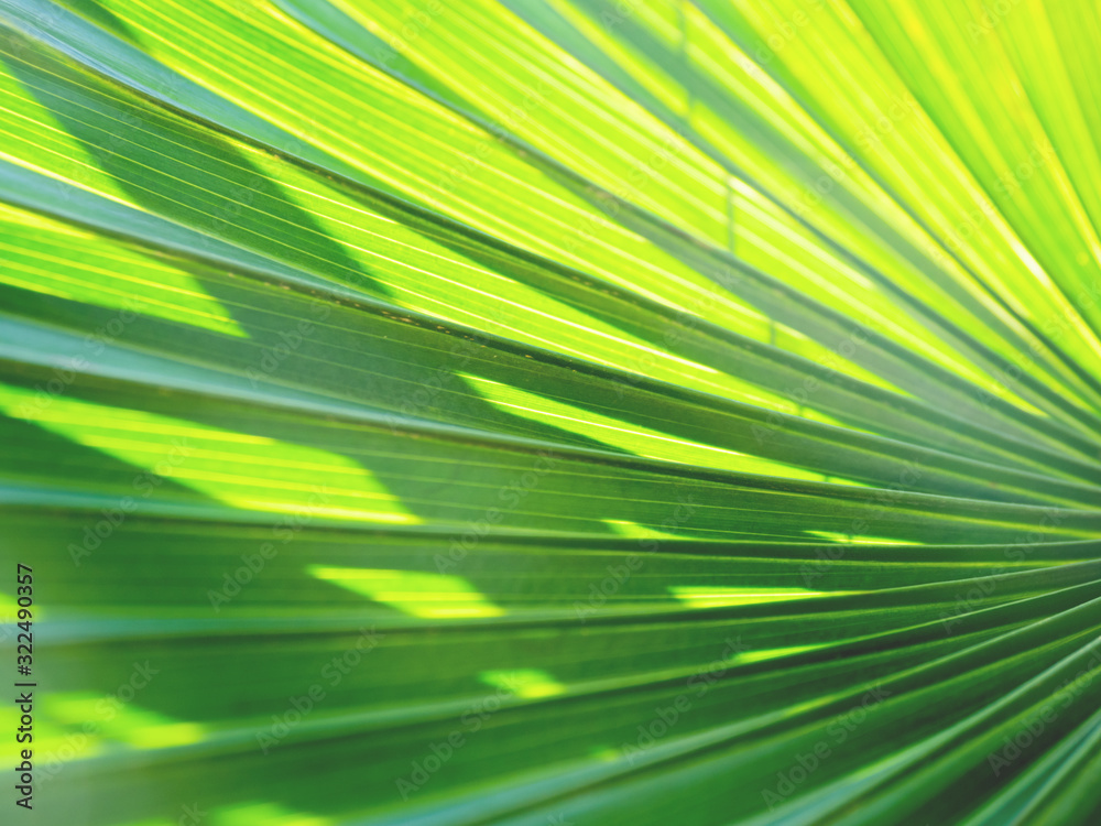 Sun shines through palm tree leaves. Tropical tree with fresh green foliage. Sun shines through palm tree leaves. Tropical tree with fresh green foliage.