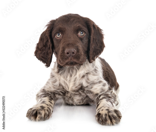 puppy Small Munsterlander photo