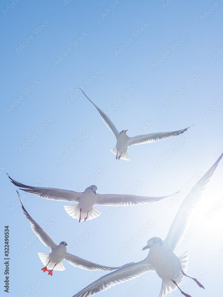 Fototapeta premium Seagulls float in the air. Bottom view of sea birds against a clear sky and bright sun.