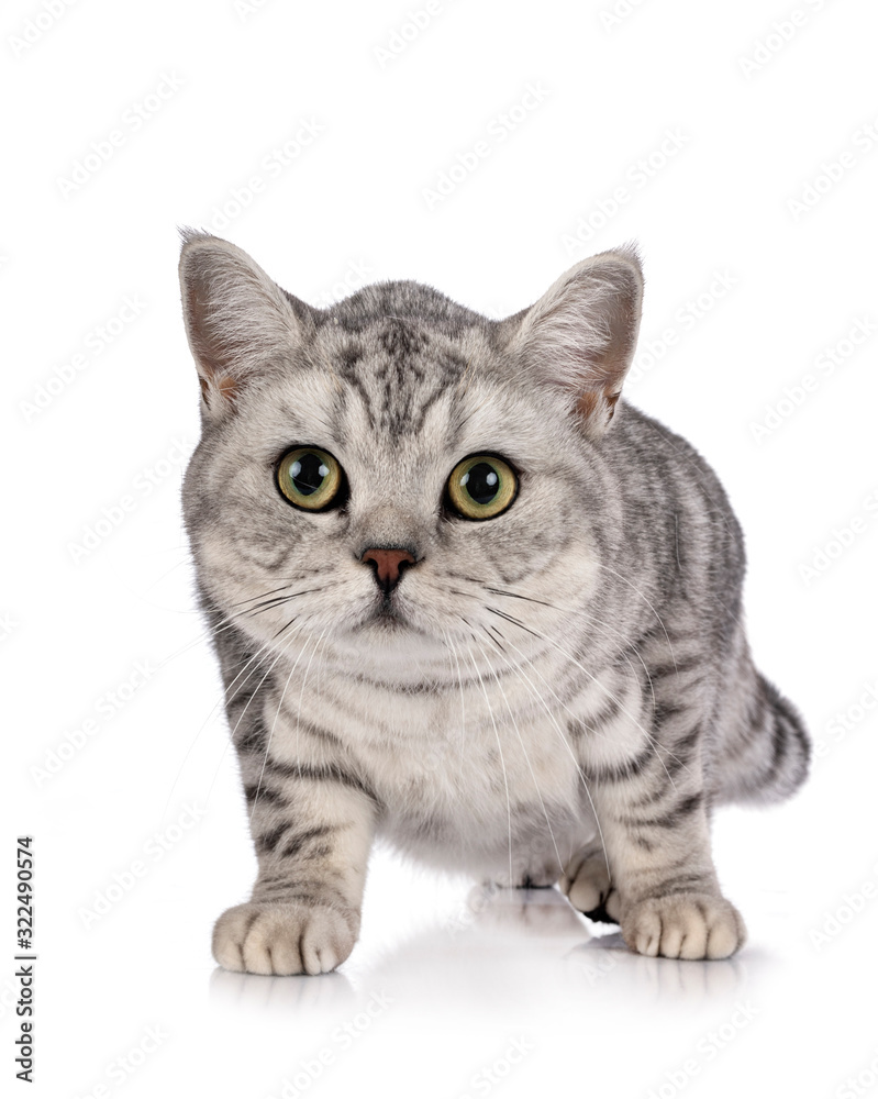 British Shorthair in studio