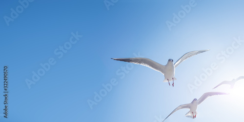Seagulls float in the air. Bottom view of sea birds against a clear sky and bright sun. © Konstantin Aksenov