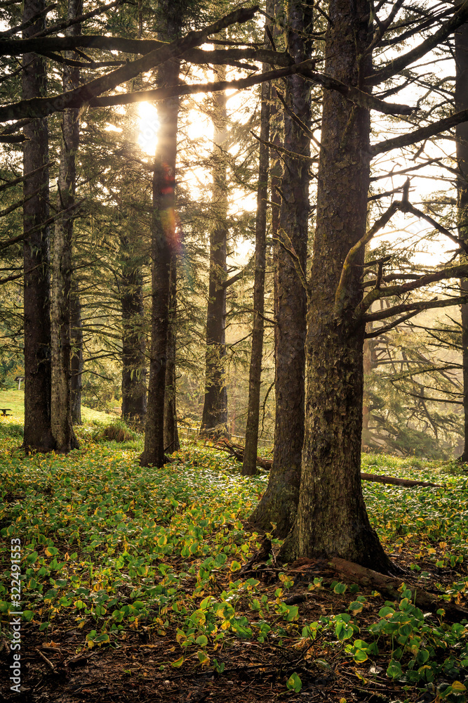 Morning Fog in the Trees at Samuel H. Boardman State Scenic Corridor, Oregon Morning Fog in the Trees at Samuel H. Boardman State Scenic Corridor, Oregon