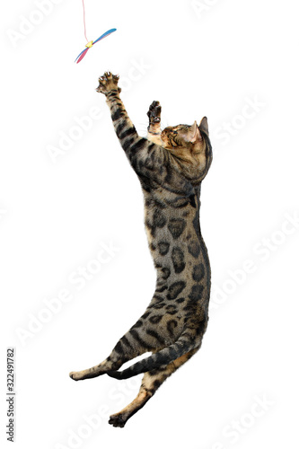 jumping cat on white background