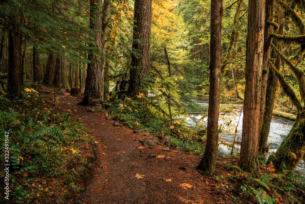 Fototapeta premium Oregon Forest, Willamette National Forest