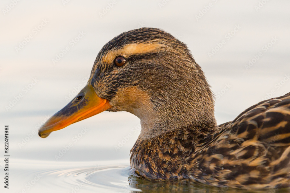 side view close-up female mallard duck (anas platyrhynchos) in water side view close-up female mallard duck (anas platyrhynchos) in water