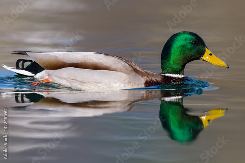 colorful male mallard duck (anas platyrhynchos) swimming