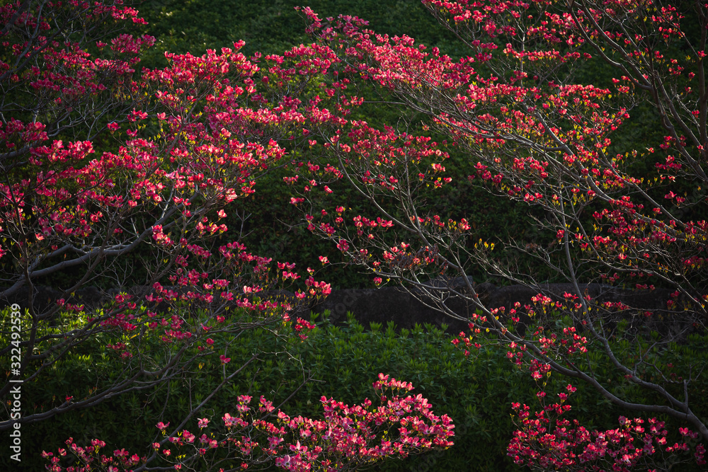 木漏れ日に光るハナミズキの花