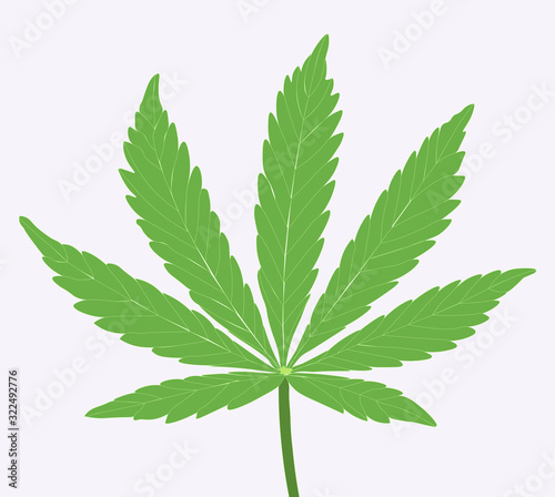 Hemp leaf drawn, green on white background in frame