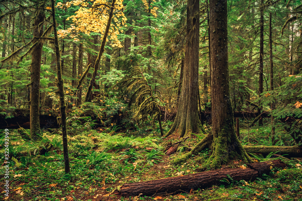 Fototapeta premium Oregon Forest, Willamette National Forest