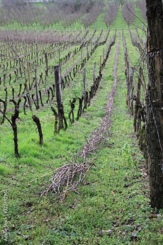Grapevine field lines in the countryside during winter