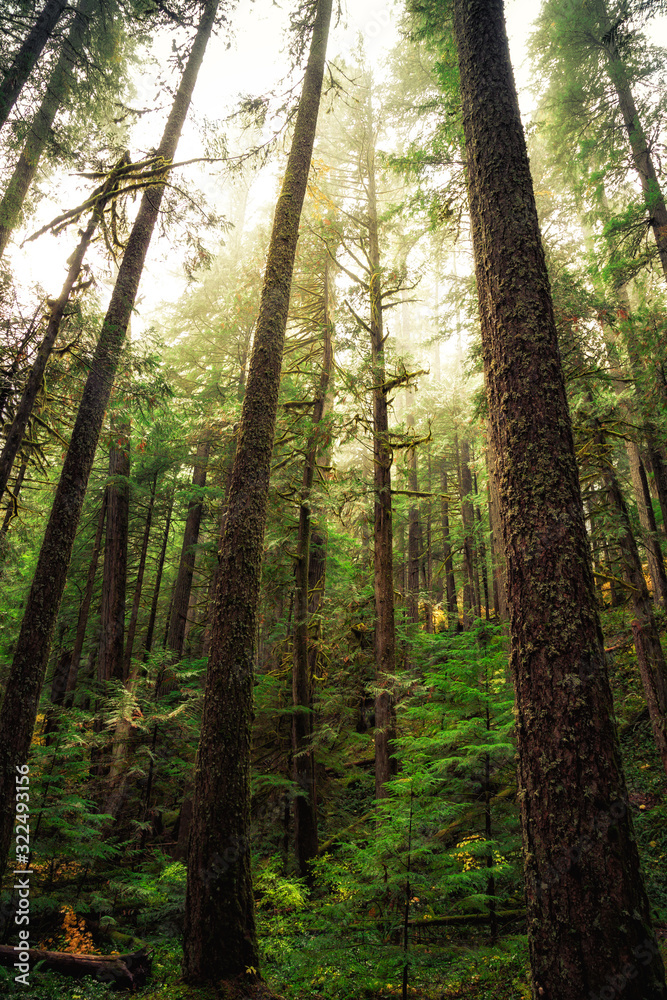 Oregon Forest, Willamette National Forest Oregon Forest, Willamette National Forest