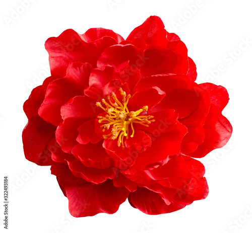 beautiful red peony from fabric on a white background. flower of love and passion © assoli