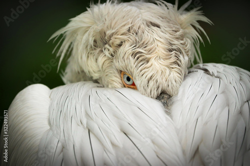 Detail portrait Dalmatian pelican (Pelecanus crispus) photo