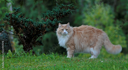 Photography A big and strong norwegian forest cat male standing outdoors in summer