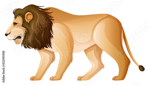 Wild lion standing on white background