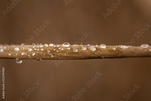 Large beautiful drops of transparent rain water on a brown orange leaf macro. Drops of dew in the morning on winter. Beautiful leaf texture in nature