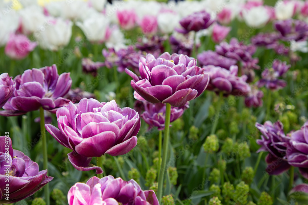 Tulips in Keukenhof park (Netherlands).