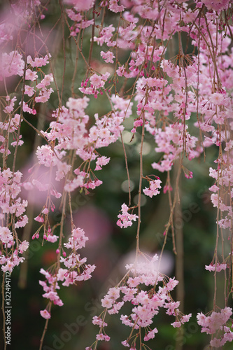 満開の枝垂れ桜の花