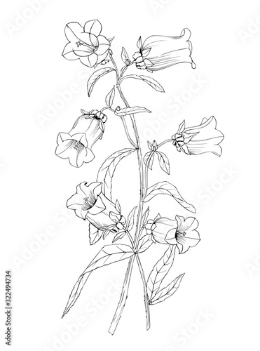 Black and white vector illustration of a bellflower outline.Botanical drawing of flowers for design, tattoo and coloring.