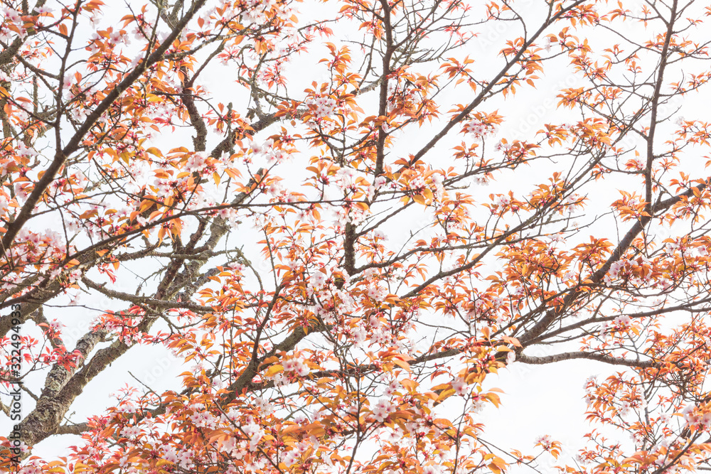 満開の山桜の花