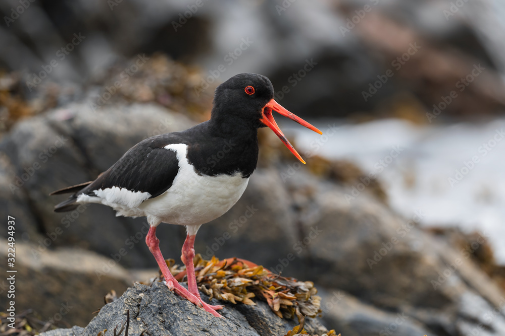 Eurasian Oystercatcher - Haematopus ostralegus, beautiful bird from European and Asian coasts and cliffs, Runde, Norway Eurasian Oystercatcher - Haematopus ostralegus, beautiful bird from European and Asian coasts and cliffs, Runde, Norway