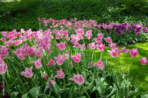 Tulips in Keukenhof park (Netherlands).