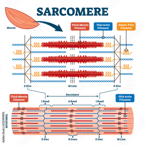 Sarcomere muscular biology scheme vector illustration photo