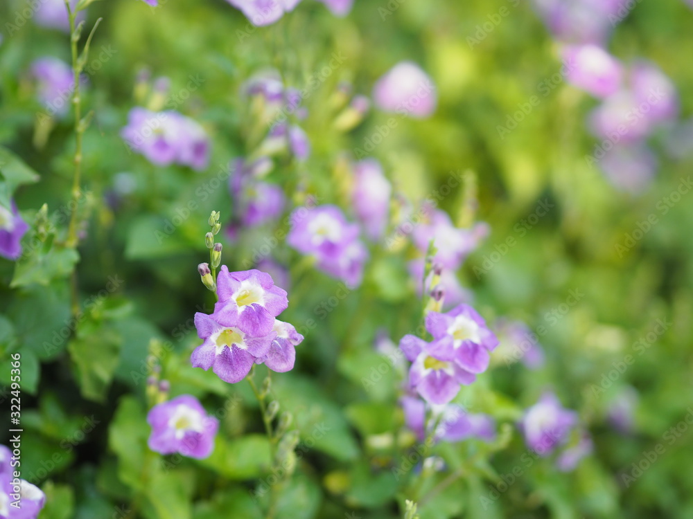 Creeping foxglove, Acanthaceae, creeping foxglove name purple flower spreading, herbaceous groundcover young plants in tropical garden nature background Creeping foxglove, Acanthaceae, creeping foxglove name purple flower spreading, herbaceous groundcover young plants in tropical garden nature background
