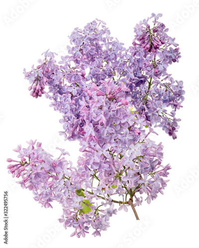lush light violet lilac branches on white