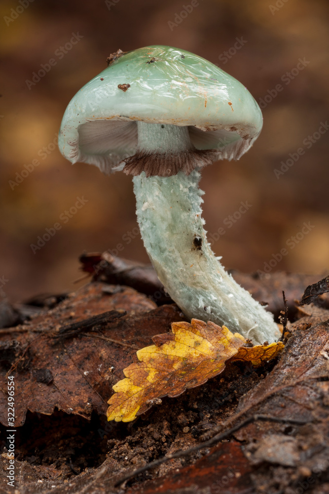 Stropharia aeruginosa, Closeup of a verdigris agaric mushroom growing on the forest floor among dead leaves. Stropharia aeruginosa, Closeup of a verdigris agaric mushroom growing on the forest floor among dead leaves.