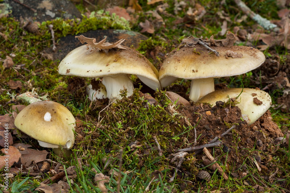 Amanita phalloides, poisonous mushroom cloth. Amanita phalloides, poisonous mushroom cloth.