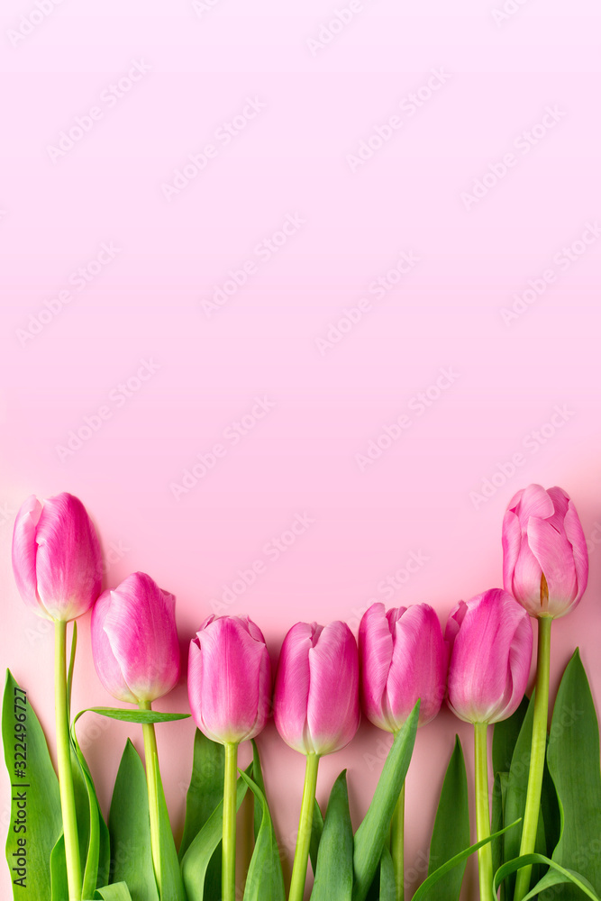 Fototapeta premium Tulips with copy space. Bouquet of pink tulips on a pink background. Spring composition. March 8. Mother's day background. Card with flowers. Valentine's day. Spring concept. Holiday, spring layout.