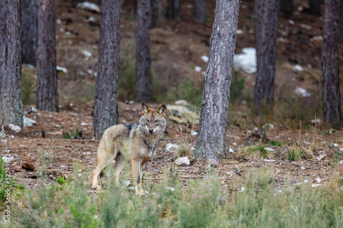 Fototapeta Naklejka Na Ścianę i Meble -  Lobo ibérico mirando de frente en un bosque de pinos. Canis lupus signatus. Sanabria, Zamora, España.