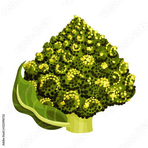 Blossom Cluster of Romanesco Cabbage Rich of Carotinoid Isolated on White Background Vector Illustration