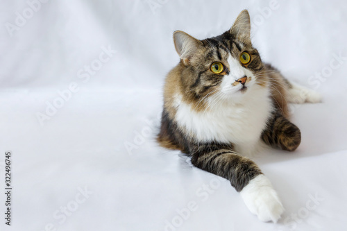 The cat with yellow eyes lies on a white background