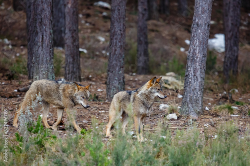 Canis lupus signatus. Manada de lobo ibérico en el interior de un bosque de pinos. Sanabria, Zamora, España.